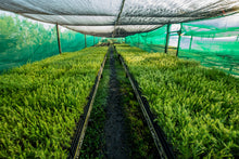 Load image into Gallery viewer, Organic Tea Tree Essential Oil (Melaleuca Alternifolia) 10ml