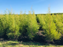 Load image into Gallery viewer, Organic Tea Tree Essential Oil (Melaleuca Alternifolia) 10ml
